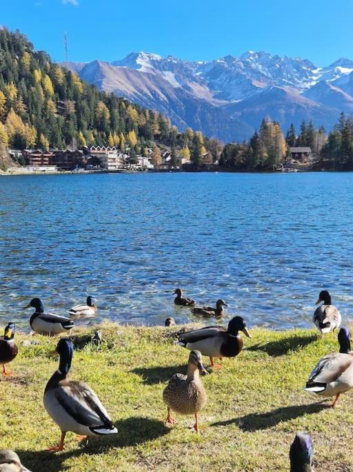 Superbe Appartement Champex-Lac Avec Piscine Et Sauna Dış mekan fotoğraf