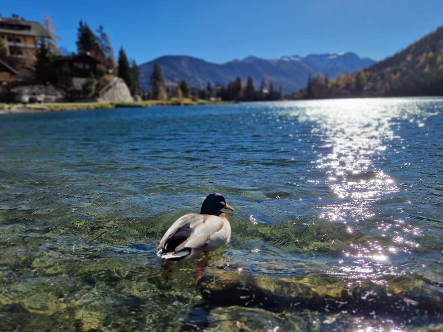 Superbe Appartement Champex-Lac Avec Piscine Et Sauna Dış mekan fotoğraf